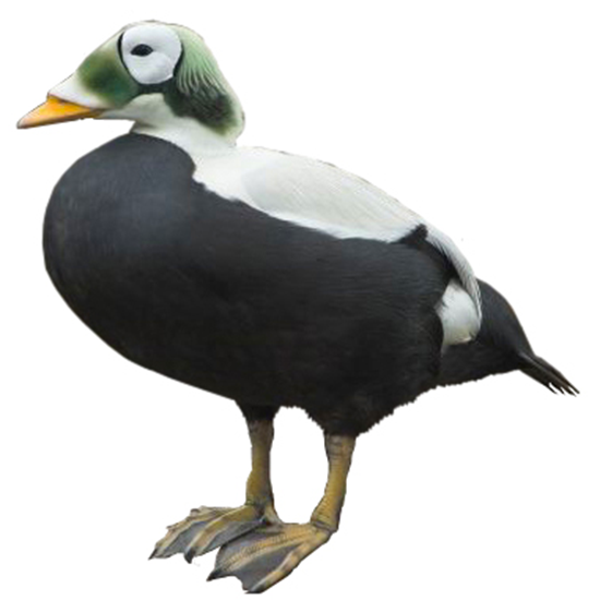 Spectacled Eider Duck